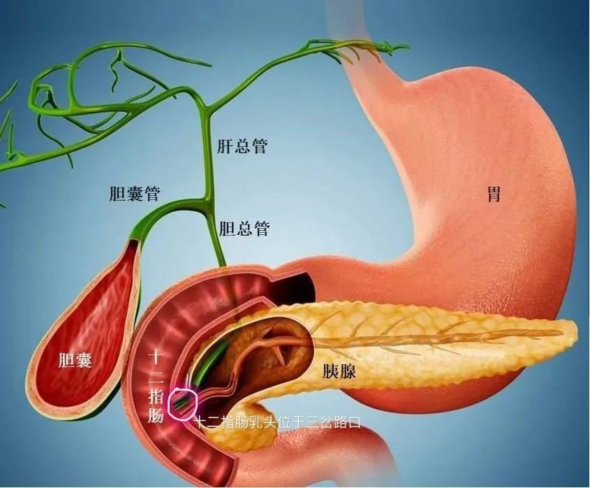 胆囊结石与胰腺炎之间那不得不说的“秘密”